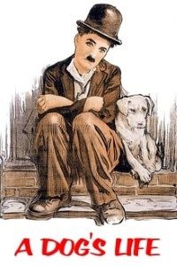 Download A Dog’s Life (1918) {English With Subtitles} 480p [100MB] || 720p [300MB] || 1080p [1.4GB]